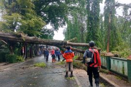 Petugas evakuasi pohon tumbang timpa pagar Mako Batalyon Armed 13