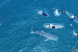 PAD wisata hiu paus Bone Bolango terus meningkat