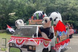 Taman Safari Bogor rayakan 7 tahun kedatangan sepasang panda raksasa