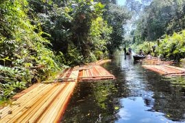 Lima pelaku pembalakan liar di Bengkalis diringkus polisi