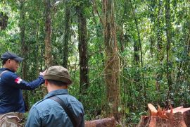 BKSDA Maluku operasi pengamanan kawasan hutan di Seram Bagian Timur