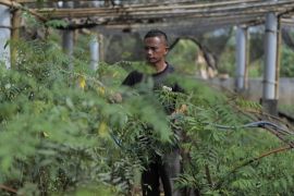 Ubah lahan kritis jadi hijau dan produktif, PLN kembangkan ekosistem biomassa berbasis pertanian terpadu
