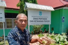 Pemprov Papua salurkan bantuan bibit keladi untuk petani OAP