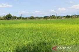 Membangun kawasan industri serta menjaga lumbung pangan di Subang