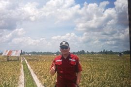 DTPH Pasaman Barat ingatkan petani atur jadwal tanam antisipasi gagal panen