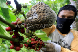 Harga kopi robusta tingkat petani turun di Aceh Barat Page 1 Small