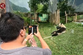 Meriahnya peringatan tujuh tahun kedatangan panda raksasa di Bogor