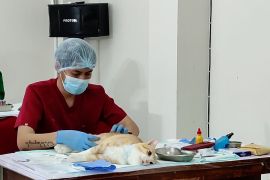 Vaksin rabies gratis dari Pemkot Semarang untuk hewan peliharaan