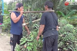 Seruyan "surga" produksi pisang kepok Kalimantan Tengah