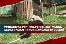 Meriahnya peringatan tujuh tahun kedatangan panda raksasa di Bogor