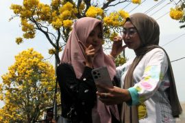 Festival tabebuya di Malang