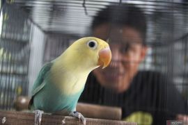 Aliran rupiah dari saling silang burung cinta