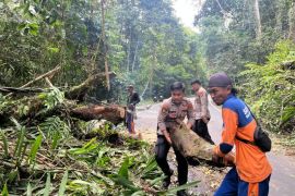 Petugas gabungan mengevakuasi pohon tumbang di jalan lintas Pesisir Barat