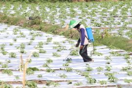 Nilai tukar petani Jawa Timur turun