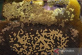 Sentra budi daya lebah madu di Lembang