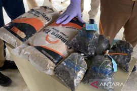 Karantina Sultra musnahkan puluhan kg benih padi dan sawit ilegal