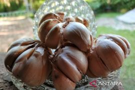 Ahli sarankan tidak gunakan bawang putih untuk jerawat