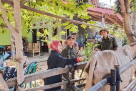 Disnakeswan Lampung Selatan programkan "Gertak Berahi Spontan"