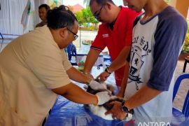 Papua Barat laksanakan vaksinasi rabies serentak di tiga kabupaten