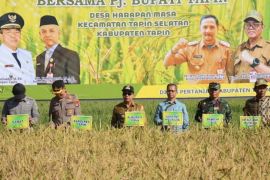 Tapin lirik benih padi Siam Sarindit guna tingkatkan produksi