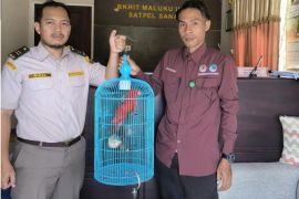 BKSDA Maluku terima penyerahan satwa nuri merah Ambon dari balai karantina