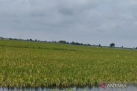 5.000 hektare sawah dapat pasokan air irigasi Bendungan  Logung Kudus