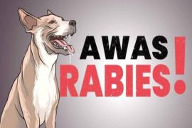 Ratusan warga Dompu digigit hewan pembawa rabies
