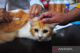 Pelayanan sterilisasi dan vaksinasi rabies untuk kucing di Kudus