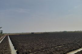 Provinsi Banten dukung pengembangan&nbsp; budi daya bawang merah