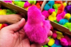 Karantina Papua Tengah periksa 500 ekor anak ayam warna warna asal Makassar