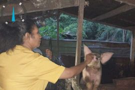 Pemkab Jayapura imbau beri vaksin babi dari nol bulan cegah Hog Cholera