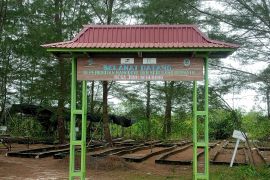 Hkm Seberang Bersatu berhasil rehabilitasi ratusan hektare mangrove