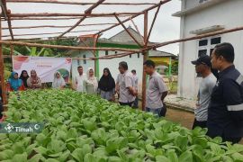 PT Timah Tbk berdayakan warga Sawang Laut kembangkan sayuran hidroponik