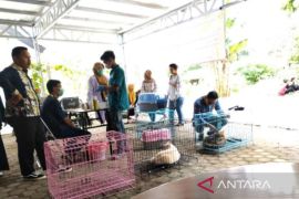 Tabalong targets to vaccinate 2,000 rabies carrying animals