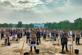 Hijaukan lahan bekas tambang, Polda Babel tanam 1.200 bibit pohon kayu putih