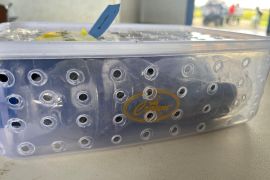 Karantina Papua Selatan menggagalkan 10 kasus penyelundupan dari Merauke