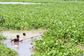 Pembersihan enceng gondok di sungai Brantas