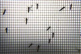 WHO menyatakan Mesir sebagai negara bebas penyakit malaria