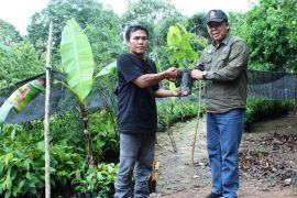 Disbun Kaltim  salurkan 20.000 bibit kakao untuk pekebun Berau