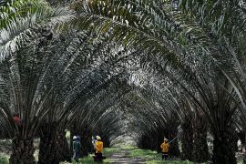 Ciptakan Klon Unggul Sawit, BRIN dan Astra Agro Kembangkan Kultur Jaringan