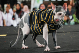 Peragaan busana kucing di Palangka Raya Page 1 Small