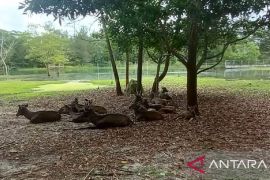 PT Timah fokuskan "Kehati" rehabilitasi satwa dilindungi