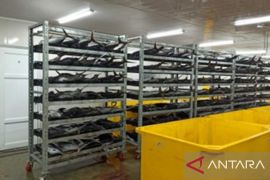 DKP Kabupaten Jayapura: Ikan hasil tangkapan nelayan triwulan I-III 287,96 ton