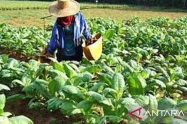 Urgensi menjaga kesehatan dan memperjuangkan nasib IHT Jawa Timur