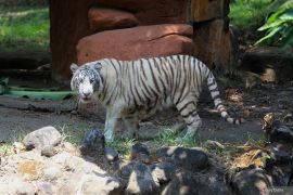 Koleksi satwa baru harimau benggala putih di KBS
