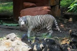 Koleksi satwa baru harimau benggala putih di KBS