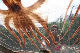 Pemprov Maluku gandeng perusahaan swasta  intensifkan ekspor gurita