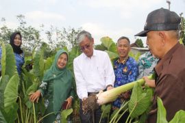 DP3 Sleman dorong petani tanam talas perkuat ketahanan pangan