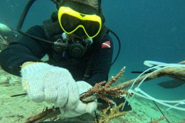 Seasoldier Ambon transplantasi 600 terumbu karang di Morella