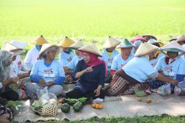 Khofifah "matun" di sawah dan makan  bersama petani Ngawi